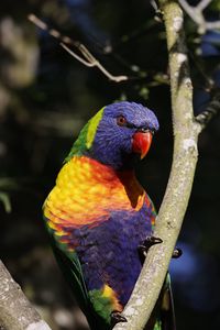 Preview wallpaper rainbow parrot, bird, branch, wildlife