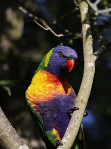 Preview wallpaper rainbow parrot, bird, branch, wildlife