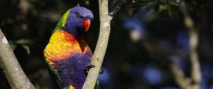 Preview wallpaper rainbow parrot, bird, branch, wildlife