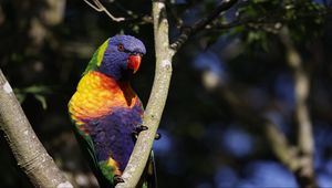 Preview wallpaper rainbow parrot, bird, branch, wildlife