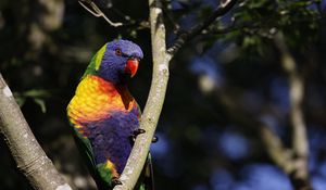 Preview wallpaper rainbow parrot, bird, branch, wildlife