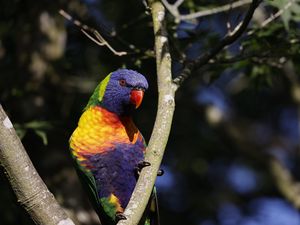 Preview wallpaper rainbow parrot, bird, branch, wildlife