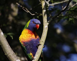 Preview wallpaper rainbow parrot, bird, branch, wildlife