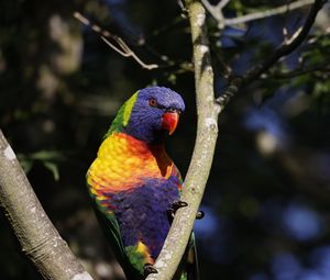 Preview wallpaper rainbow parrot, bird, branch, wildlife