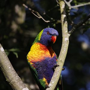 Preview wallpaper rainbow parrot, bird, branch, wildlife