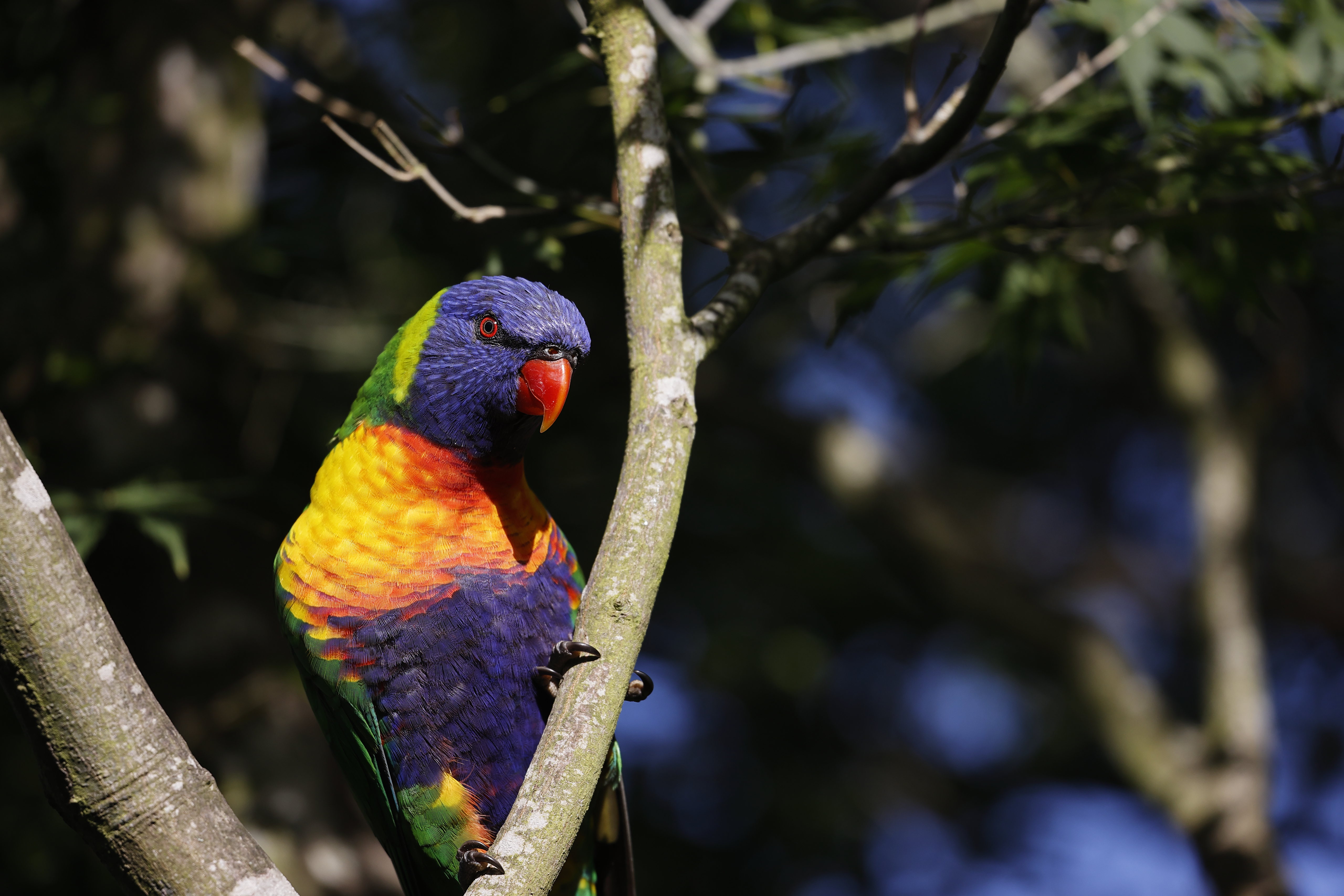 Download wallpaper 5120x3414 rainbow parrot, bird, branch, wildlife hd ...