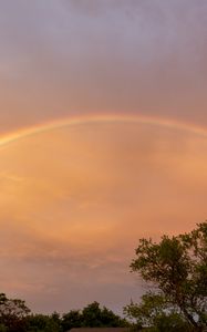 Preview wallpaper rainbow, sky, trees, leaves