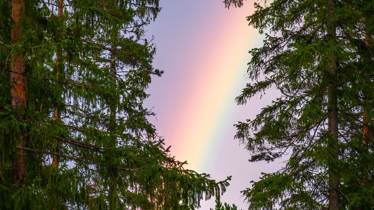 Wallpaper rainbow, trees, branches, sky, natural phenomenon, after the rain