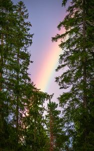 Preview wallpaper rainbow, trees, branches, sky, natural phenomenon, after the rain