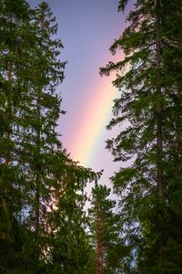 Preview wallpaper rainbow, trees, branches, sky, natural phenomenon, after the rain