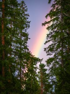 Preview wallpaper rainbow, trees, branches, sky, natural phenomenon, after the rain