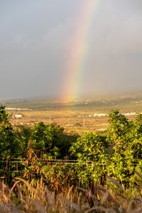 Preview wallpaper rainbow, trees, nature, landscape, field