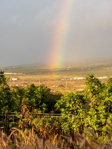 Preview wallpaper rainbow, trees, nature, landscape, field