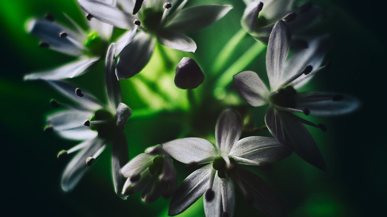 Wallpaper ramson, flowers, macro, flowering, leaves