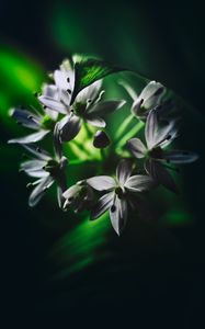 Preview wallpaper ramson, flowers, macro, flowering, leaves