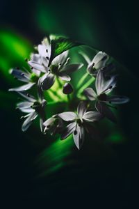 Preview wallpaper ramson, flowers, macro, flowering, leaves