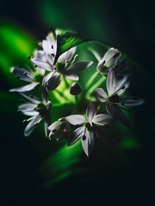 Preview wallpaper ramson, flowers, macro, flowering, leaves