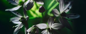 Preview wallpaper ramson, flowers, macro, flowering, leaves