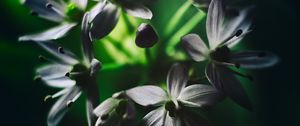 Preview wallpaper ramson, flowers, macro, flowering, leaves