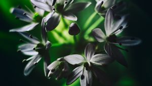 Preview wallpaper ramson, flowers, macro, flowering, leaves