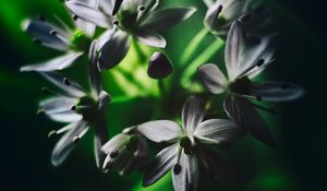 Preview wallpaper ramson, flowers, macro, flowering, leaves