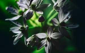 Preview wallpaper ramson, flowers, macro, flowering, leaves