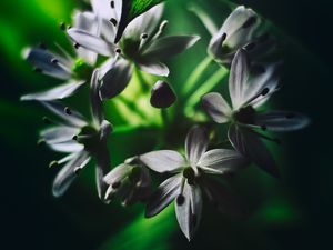 Preview wallpaper ramson, flowers, macro, flowering, leaves