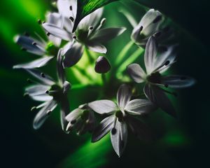 Preview wallpaper ramson, flowers, macro, flowering, leaves