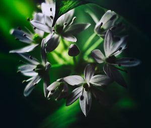 Preview wallpaper ramson, flowers, macro, flowering, leaves