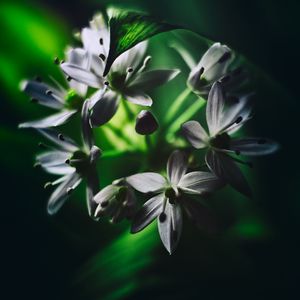 Preview wallpaper ramson, flowers, macro, flowering, leaves