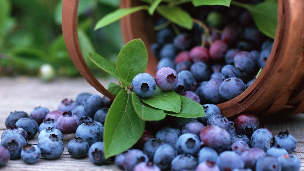 Wallpaper ranberry, berry, bucket, spilled