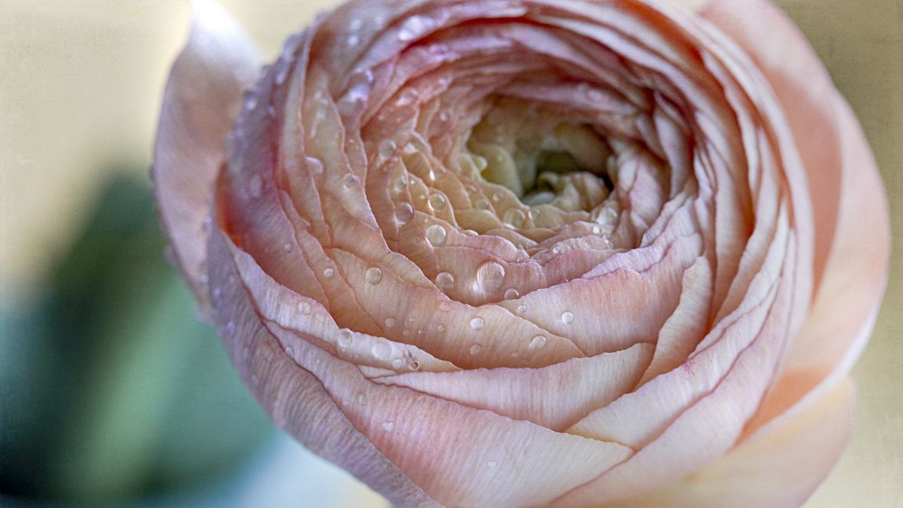 Wallpaper ranunculus, flower, petals, drops, macro