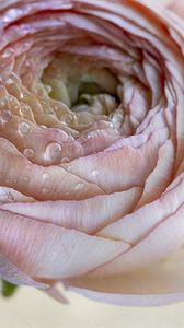 Preview wallpaper ranunculus, flower, petals, drops, macro