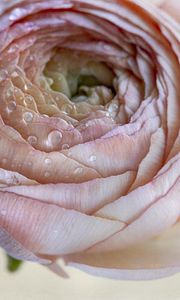 Preview wallpaper ranunculus, flower, petals, drops, macro