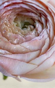 Preview wallpaper ranunculus, flower, petals, drops, macro