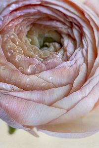 Preview wallpaper ranunculus, flower, petals, drops, macro