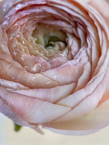 Preview wallpaper ranunculus, flower, petals, drops, macro