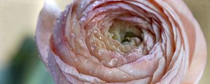 Preview wallpaper ranunculus, flower, petals, drops, macro