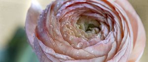 Preview wallpaper ranunculus, flower, petals, drops, macro