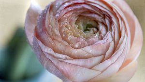 Preview wallpaper ranunculus, flower, petals, drops, macro