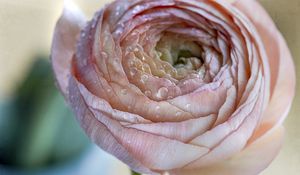 Preview wallpaper ranunculus, flower, petals, drops, macro