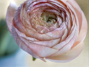 Preview wallpaper ranunculus, flower, petals, drops, macro