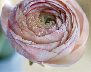 Preview wallpaper ranunculus, flower, petals, drops, macro