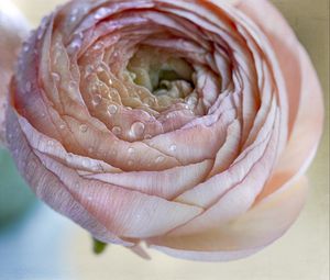 Preview wallpaper ranunculus, flower, petals, drops, macro