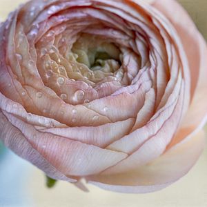 Preview wallpaper ranunculus, flower, petals, drops, macro