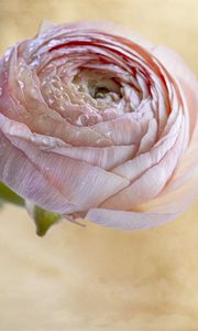 Preview wallpaper ranunculus, flower, petals, bud, drops, macro