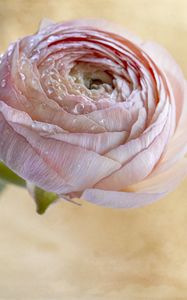 Preview wallpaper ranunculus, flower, petals, bud, drops, macro