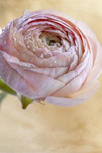 Preview wallpaper ranunculus, flower, petals, bud, drops, macro