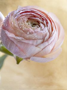 Preview wallpaper ranunculus, flower, petals, bud, drops, macro