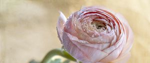 Preview wallpaper ranunculus, flower, petals, bud, drops, macro